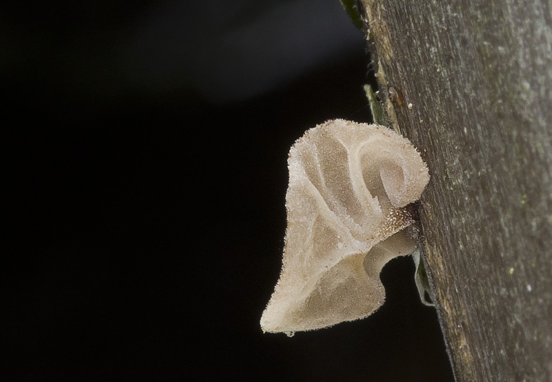Gloiocephala menieri